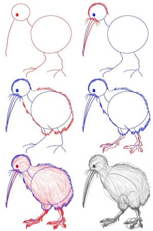 Рисование птицы киви