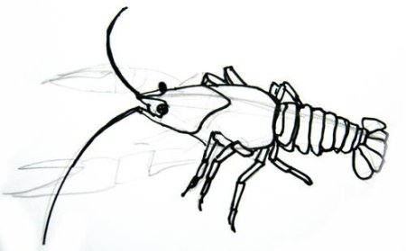 Ракк рисунок