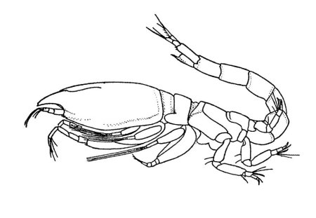 Нарисовать краба поэтапно