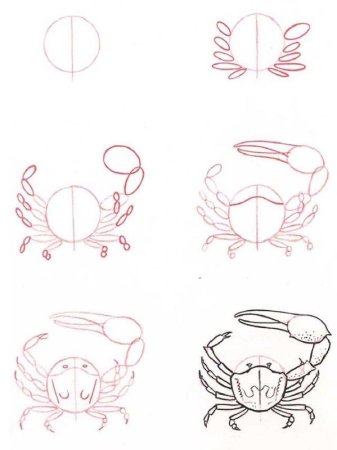 Легкое рисование Рачков
