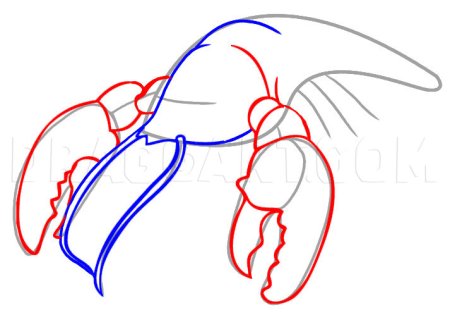 Рачки Графическое изображение