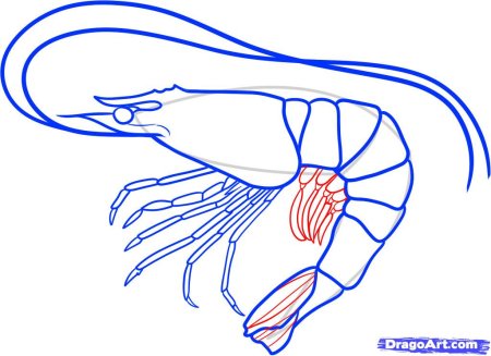 Пошаговое рисование насекомых