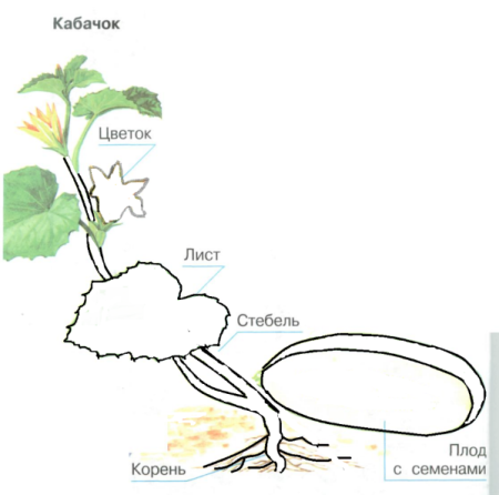 Кабачок части растения рисунок