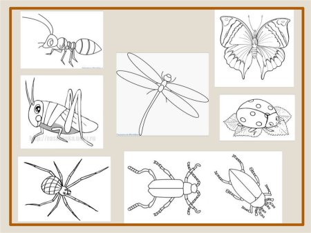 Поэтапное рисование насекомых