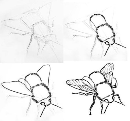 Рисунок пчелы карандашом для срисовки