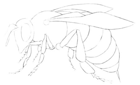 Поэтапное рисование пчелы