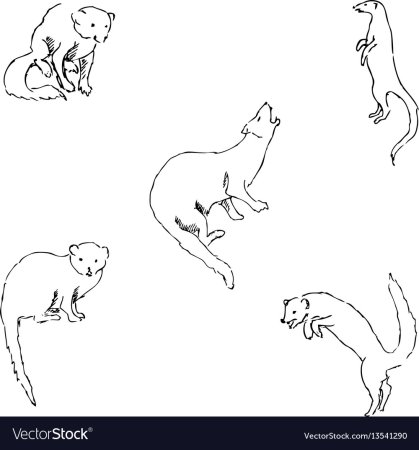 Мангуст раскраска