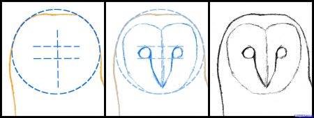 Как нарисовать сипуху карандашом поэтапно