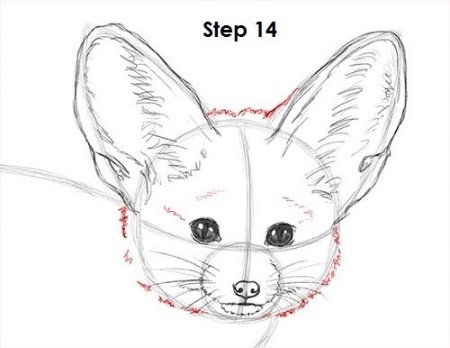 Рисование пошагово фенек