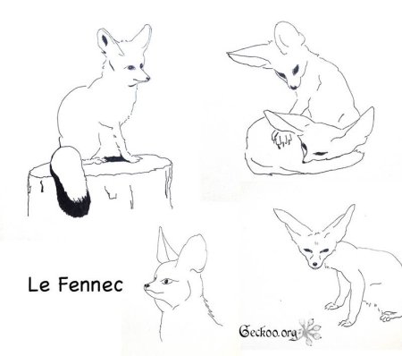 Фенек этапы рисования