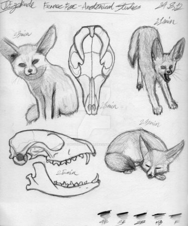 Фенек для срисовки