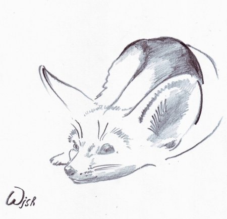 Фенек и чихуахуа