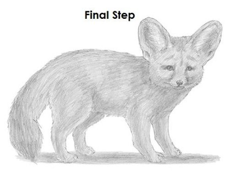 Фенек простым карандашом