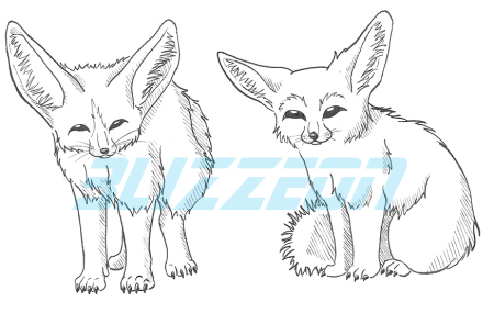 Лиса фенек анатомия