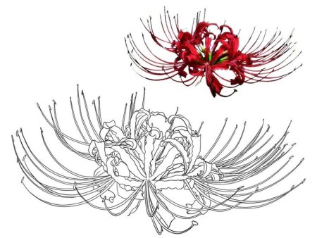 Китайская Лилия ликорис