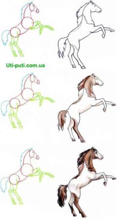 Этапы рисования лошади