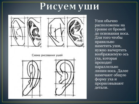 Построение человеческого уха