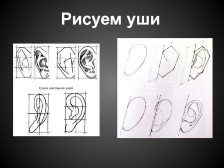 Схема рисования уха