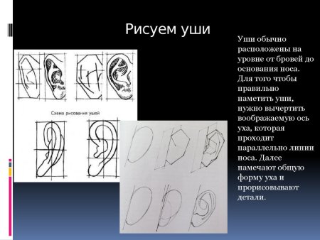 Как правильно нарисовать ухо