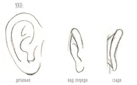 Рисуем ухо карандашом поэтапно для начинающих
