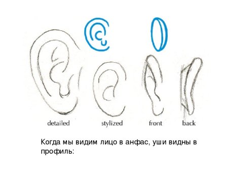 Поэтапный рисунок уха