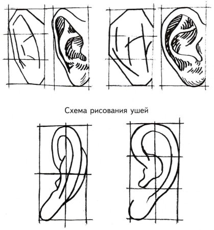 Ухо схема рисования