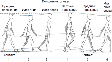 Схема ходьбы человека