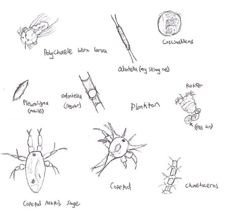Раскраска планктон из губка Боб