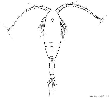 Скетчи планктон легкие