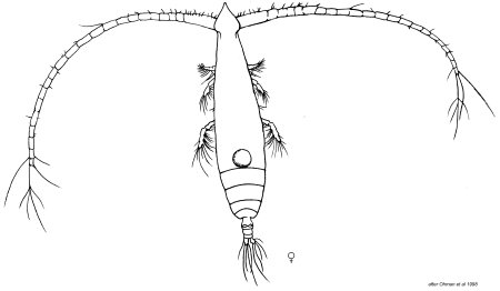 Планктон рисунок