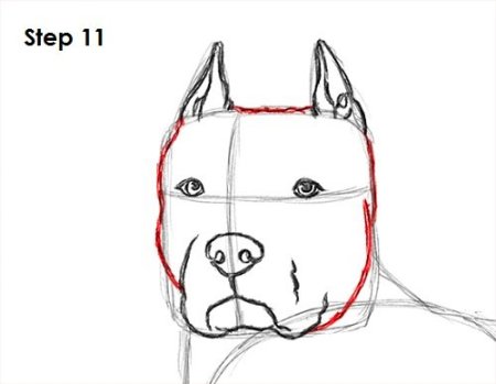 Рисунки питбуля легкие