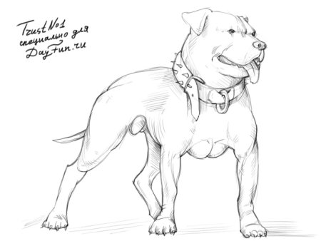 Питбуль рисунок карандашом