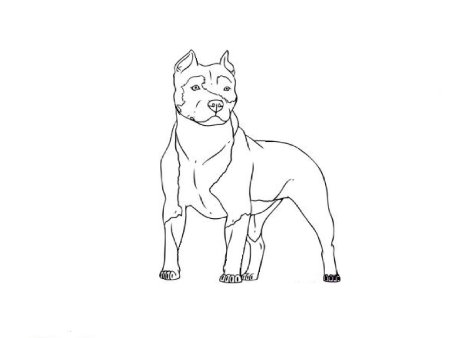 Питбуль рисунок карандашом поэтапно