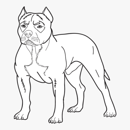 Раскраска собачка питбуль