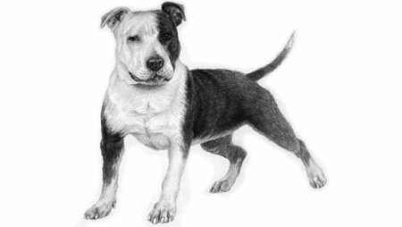 Стаффордширский терьер карандашом