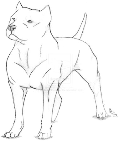 Питбуль рисунок карандашом для срисовки