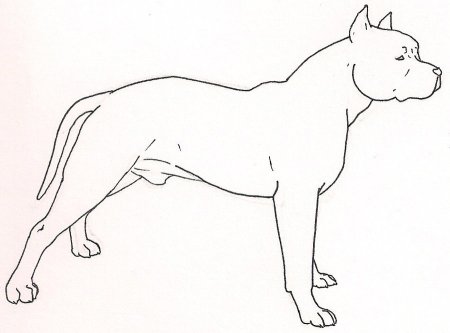 Американский стаффордширский терьер раскраска