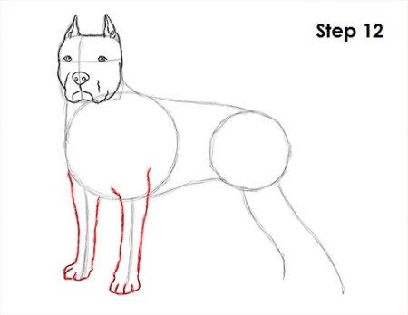 Пошаговый рисунок стаффорда