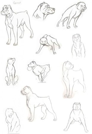Позы собак для срисовки