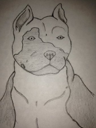 Питбуля карандашом для срисовки