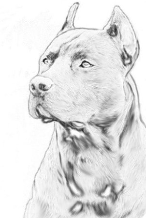 Рисунок карандашом стаффордширского терьера