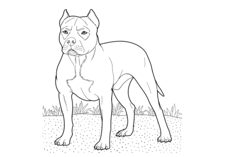 Раскраска "собаки"