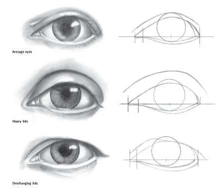 Пропорции глаза для рисования