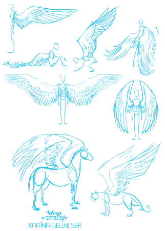 Анатомия крыльев для рисования