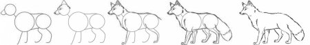 Поэтапное рисование волка в подготовительной группе