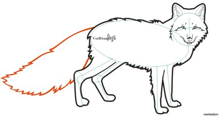 Хвост лисы рисунок карандашом