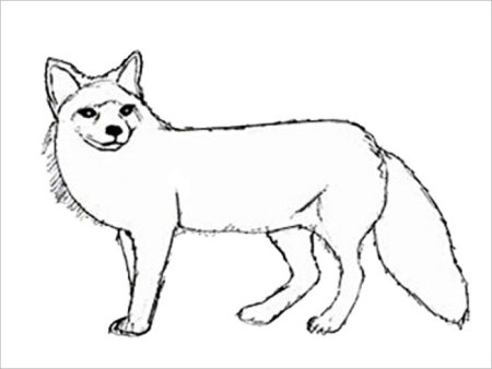 Дорисовать волку хвост