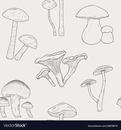 Рисование грибов сыроежки