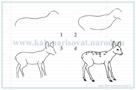 Косуля рисунок поэтапно
