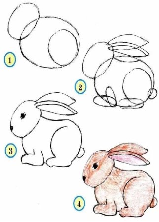 Рисование д ких животных